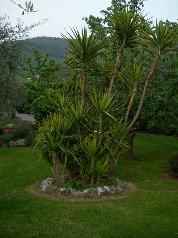 Gli Olivi Βίλα Calci Εξωτερικό φωτογραφία